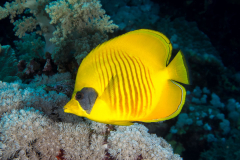 masked_butterflyfish