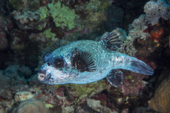 masked_pufferfish