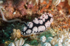 nudi1