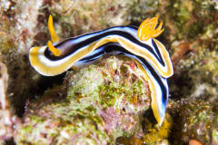 nudi2