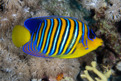 regal_angelfish regal_angelfish