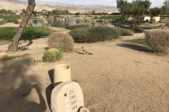 Palm-Springs11-Shadow-Hills-Roadrunner