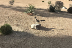 Palm-Springs12-Shadow-Hills