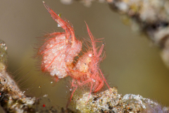 Algae_Shrimp-Bali