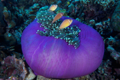 Anemone-PNG