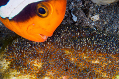 Anemonefish_Eggs1-Dauin