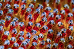 Anemonefish_Eggs2-Dauin