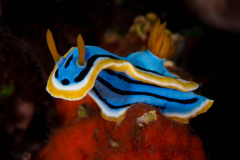 Annas_Chromodoris-Dauin