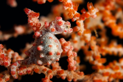 Bargibanti_Pygmy_Seahorse-Raja_Ampat