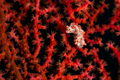 Bargibanti_Pygmy_Seahorse-Wakatobi