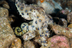Blue_Ringed_Octopus-Dauin