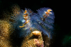 Christmas_Tree_Worm-Dauin