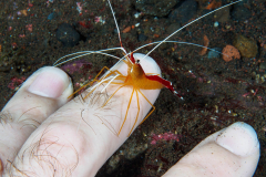 Cleaner_Shrimp-Bali