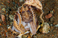 Coconut_Octopus-Dauin