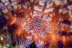 Coleman_Shrimp-Dauin