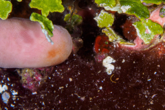 Colemans_Pygmy_Seahorse-PNG
