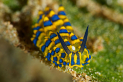 Costasiella_Sapsucking_Slug-Dauin