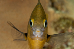 Damselfish-Bonaire