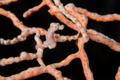 Denise_Pygmy_Seahorse-PNG
