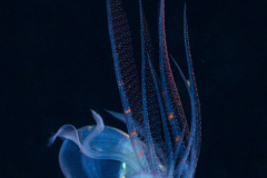 Diamond_Squid-Anilao