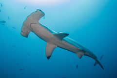Hammerhead_Shark-Cocos Hammerhead_Shark-Cocos