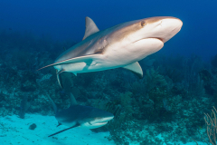 Reef_Sharks-Grand_Cayman