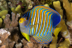 Regal_Angelfish-Wakatobi