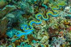 Ribbon_Eel-Komodo