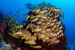 Ribbon_Sweetlips-Raja_Ampat