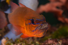 Ringtailed_Cardinalfish-Dauin