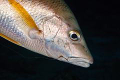 Schoolmaster-Bonaire