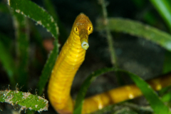 Short_Tailed_Pipefish-Dauin