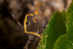 Skeleton_Shrimp-Dauin
