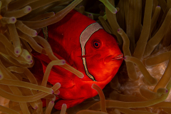 Spinecheek_Anemonefish-Wakatobi
