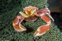 Spotted_Porcelain_Crab-Lembeh
