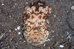 Stargazer-Lembeh