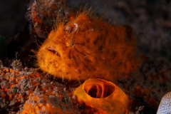 Striated_Frogfish-Dauin