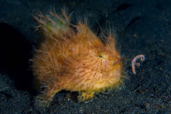 Striated_Frogfish-Lembeh