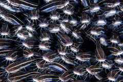 Striped_Catfish-Wakatobi
