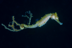 Thorny_Seahorse-Anilao