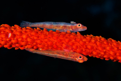 Whip_Gobies-Misool