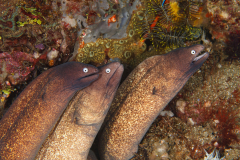 White_Eyed_Morays-Banda-Sea