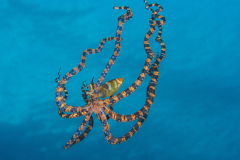 Wonderpus-Lembeh