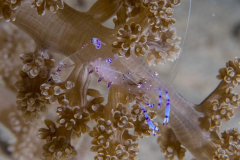 anemone_shrimp