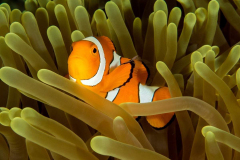 anemonefish1-clown