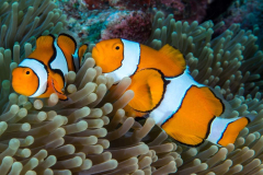 anemonefish2-clown