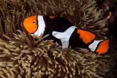 anemonefish3-clown