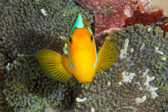 anemonefish4-white-bonnet