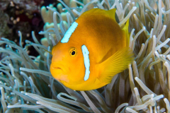 anemonefish5-white-bonnet