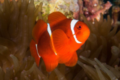 anemonefish6-spinecheek